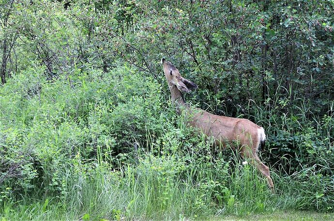 L'Ouest canadien à pleins poumons: épisode 1, les Rocheuses et la chaîne Alberta - fabienne65