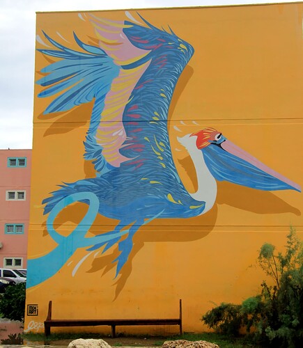 Pélican brun ... au plumage bleu !
