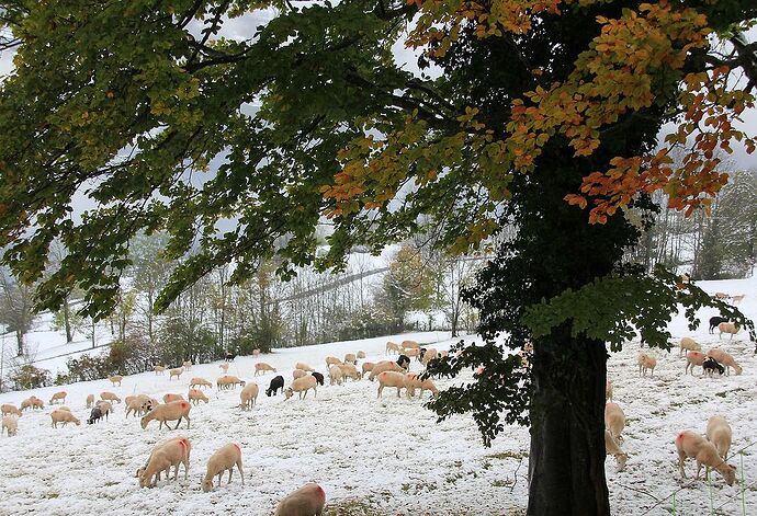 Dans les Hautes Pyrénées, teintes d'automne et blancheur hivernale - jem