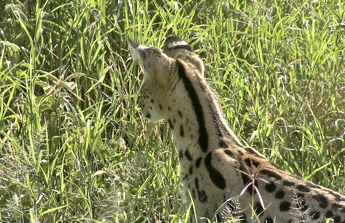 Serval6