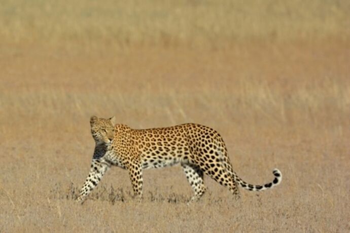 safari dans le Kgalagadi transfrontier park et le kruger national park - marsouin59