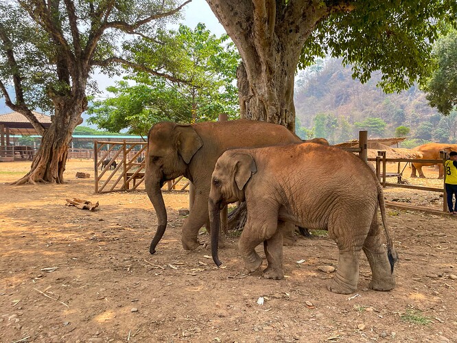 Elephant Nature Park