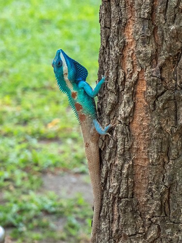 Lézard forestier indochinois