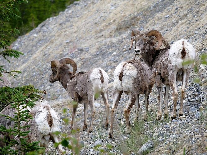 L'Ouest canadien à pleins poumons: épisode 1, les Rocheuses et la chaîne Alberta - fabienne65