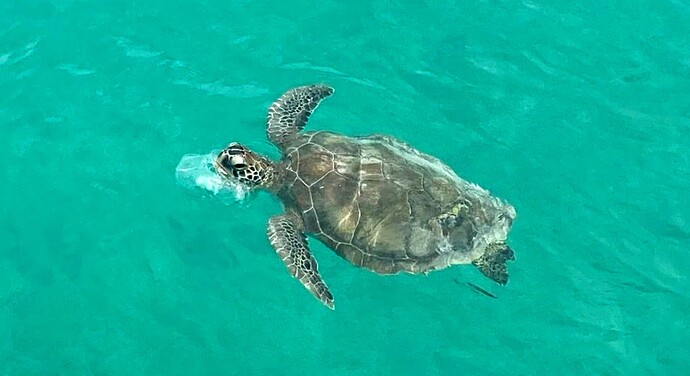 Une tortue marine qui n'est pas en peinture !