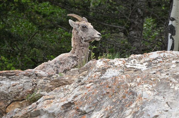 L'Ouest canadien à pleins poumons: épisode 1, les Rocheuses et la chaîne Alberta - fabienne65