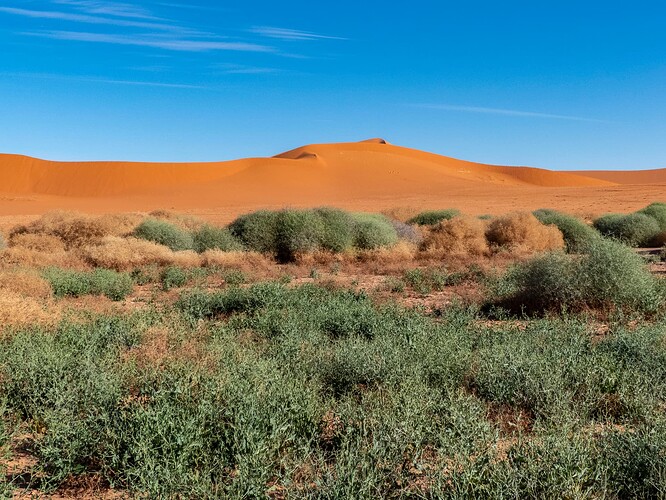 Îlot de verdure, Tin Merzouga