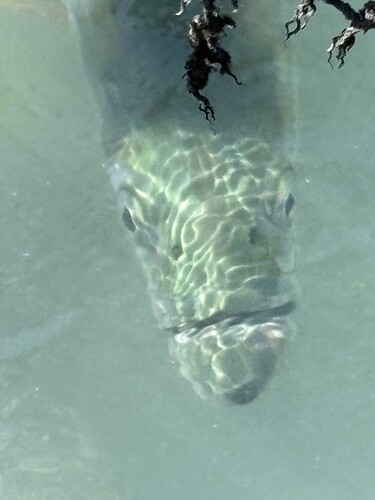 tarpon