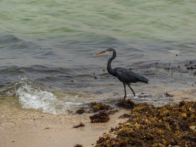 Aigrette des récifs