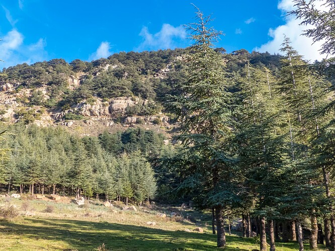 Forêt sous le col de Tirourda