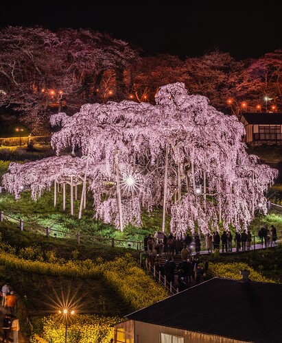 2331_三春滝桜