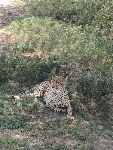 6- 6ème jour matinée au Ndutu, après midi et nuit au Serengeti (67)