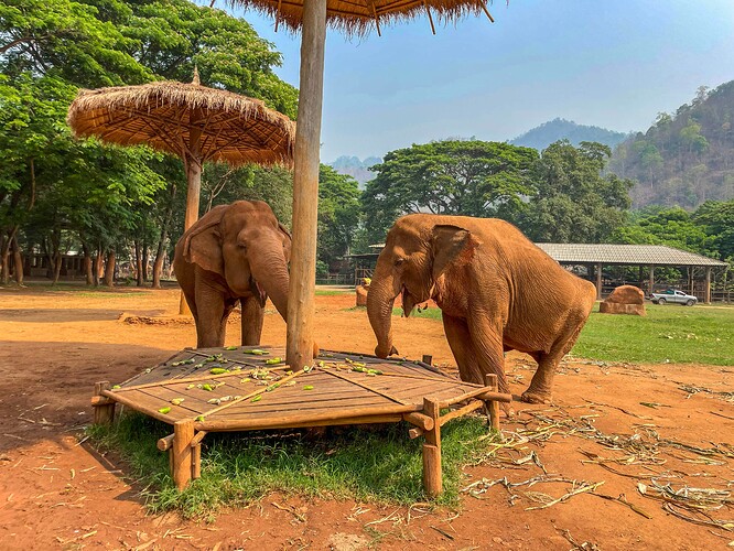 Elephant Nature Park