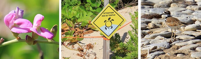 Pois de bord de mer - Tortue - Pluvier