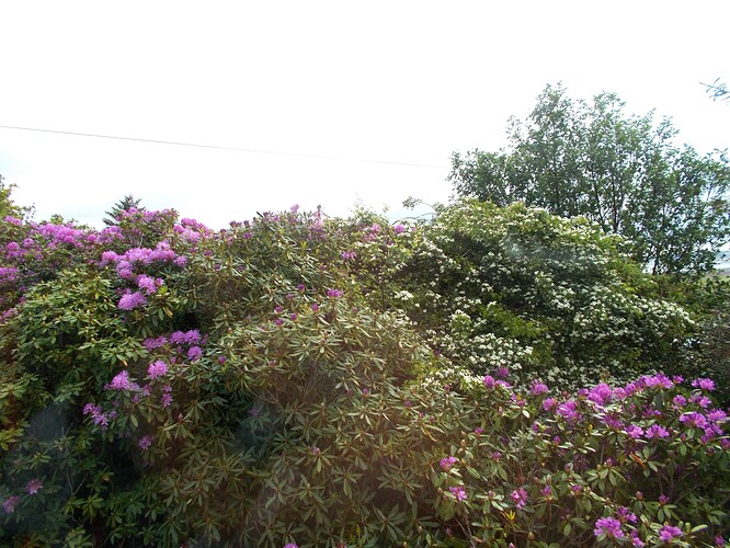 Rhododendrons