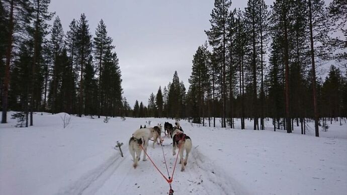 Voyage multi-activités en Laponie finlandaise chez l'habitant - Joh et Max