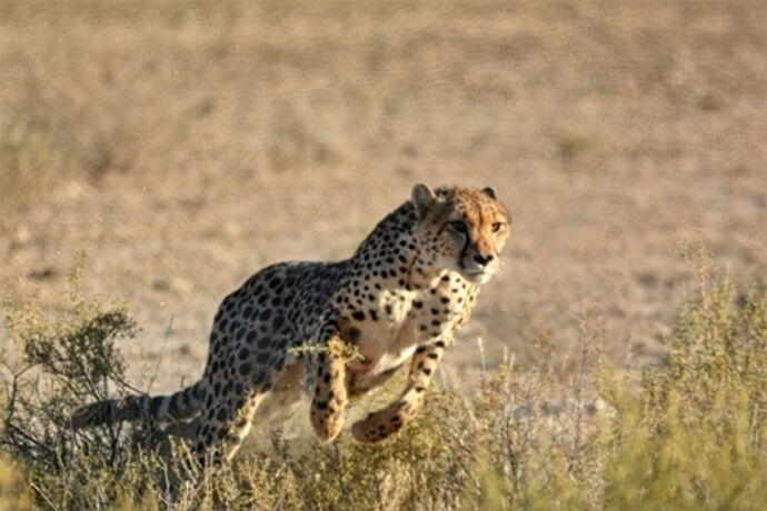 safari dans le Kgalagadi transfrontier park et le kruger national park - marsouin59