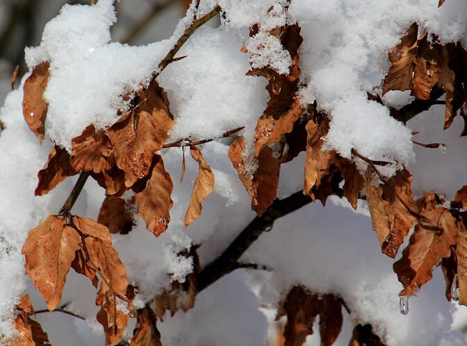 Teinte automne et premiere neige