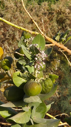 20260426_074716 Pommier de Sodome - Calotropis procera