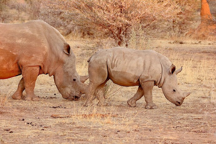 rhino