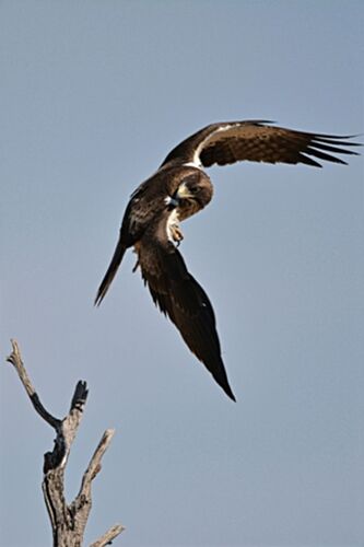 safari dans le Kgalagadi transfrontier park et le kruger national park - marsouin59