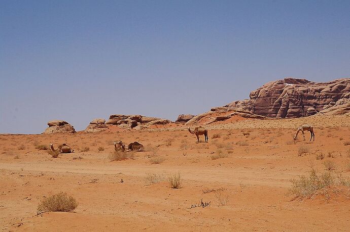 Les monts et merveilles de Jordanie - Kikisbackpackingtour