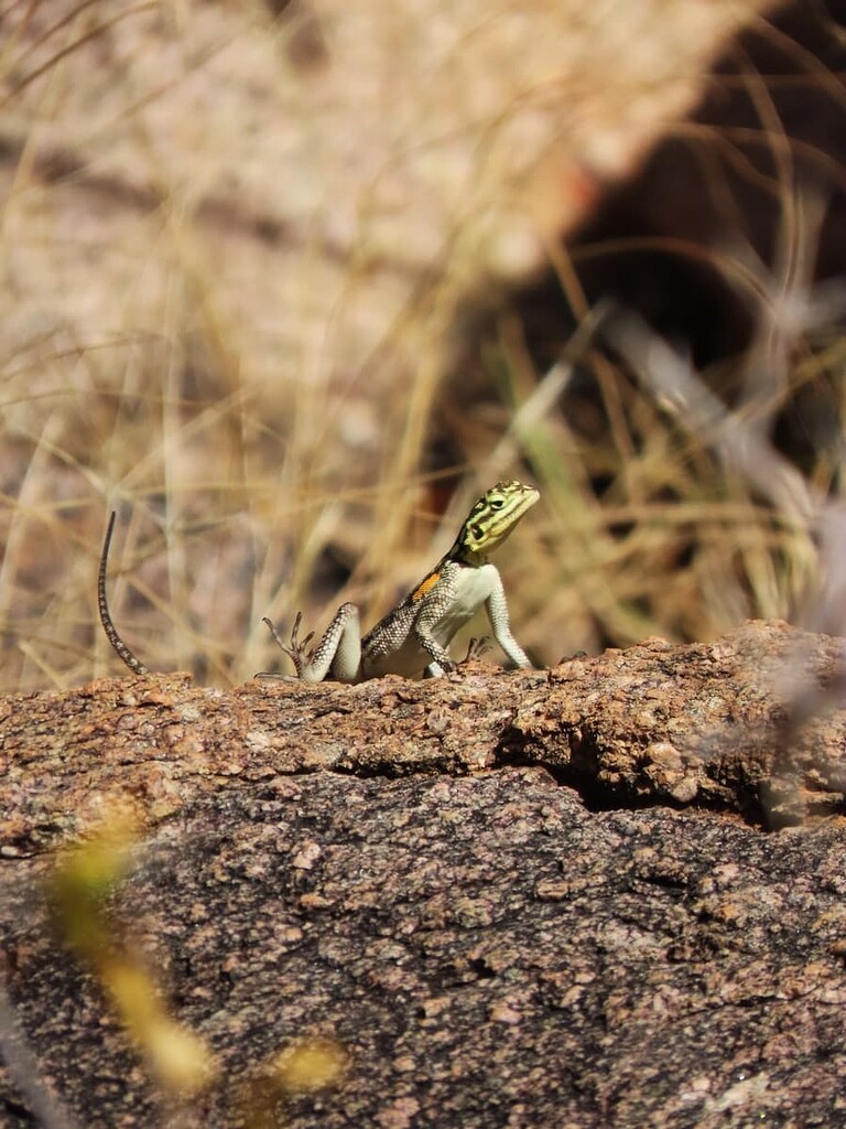 Une magnifique semaine à Etosha! Lions Vs Hyènes