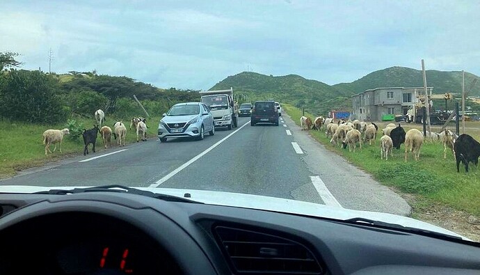 Chèvres, moutons, cabris ...Tut ! Tut !