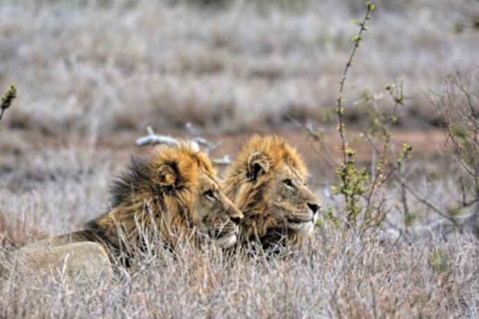 safari dans le Kgalagadi transfrontier park et le kruger national park - marsouin59