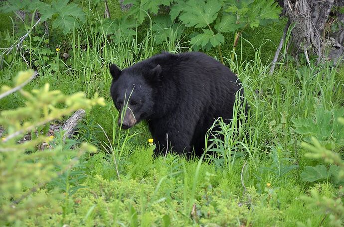 L'Ouest canadien à pleins poumons: épisode 1, les Rocheuses et la chaîne Alberta - fabienne65