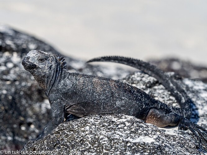 12 jours aux Îles Galápagos en autonomie, c'est vraiment merveilleux! - un-tuk-tuk-pour-deux