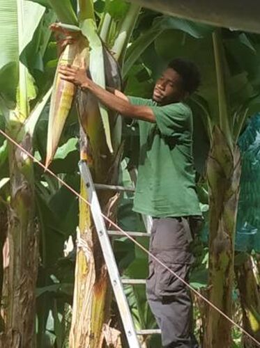 REtour de 10 jours en Martinique du 24 février au 4 mars 2020 - Gini78