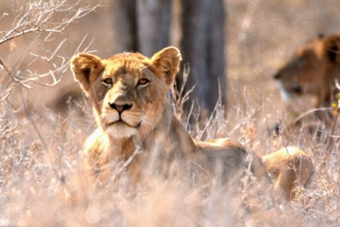 safari dans le Kgalagadi transfrontier park et le kruger national park - marsouin59