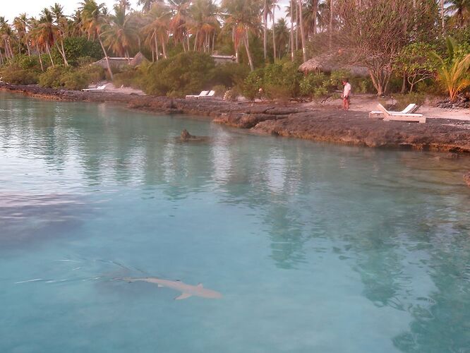 DE RETOUR D'UN MOIS EN POLYNESIE - tontonvin