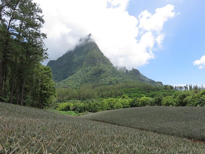 DE RETOUR D'UN MOIS EN POLYNESIE - tontonvin