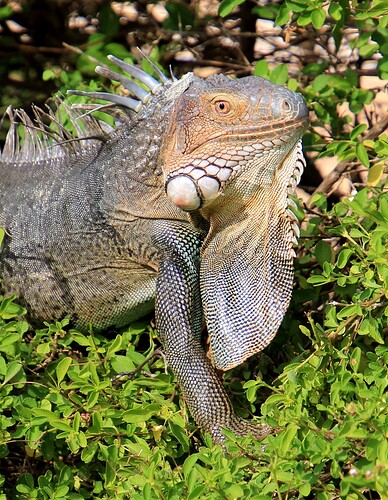 Iguane croisé mais à Sint Maarten