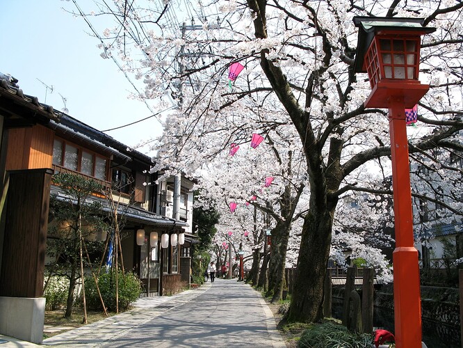 Cerisiers à Kinosaki