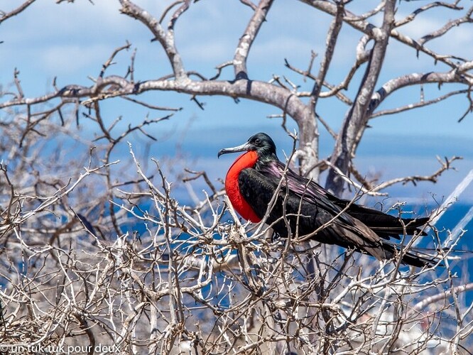 12 jours aux Îles Galápagos en autonomie, c'est vraiment merveilleux! - un-tuk-tuk-pour-deux