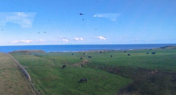 vaches