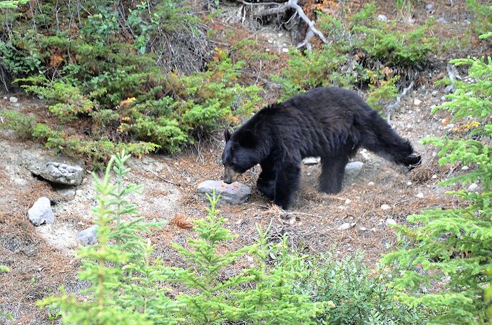 L'Ouest canadien à pleins poumons: épisode 1, les Rocheuses et la chaîne Alberta - fabienne65