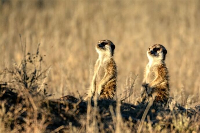 safari dans le Kgalagadi transfrontier park et le kruger national park - marsouin59