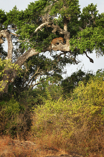 leopard dans l'arbre  copie