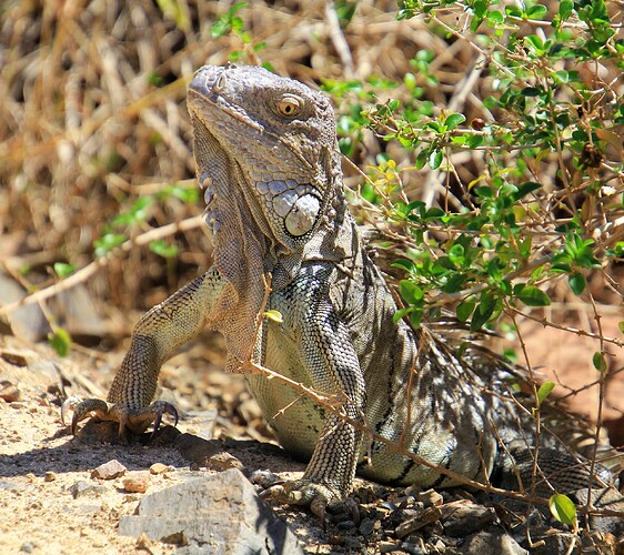 Iguane aux aguets