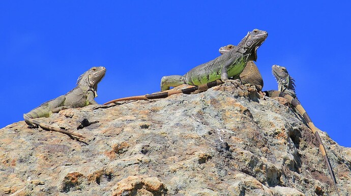 Iguanes