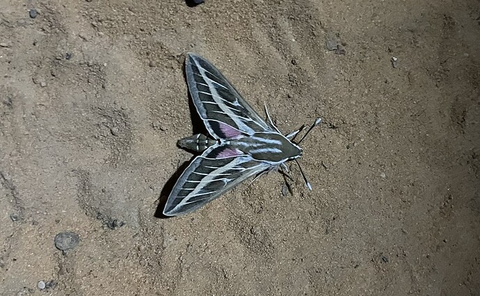 Sphinx livourien
