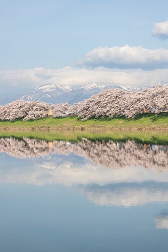 写真1_白石川堤一目千本桜