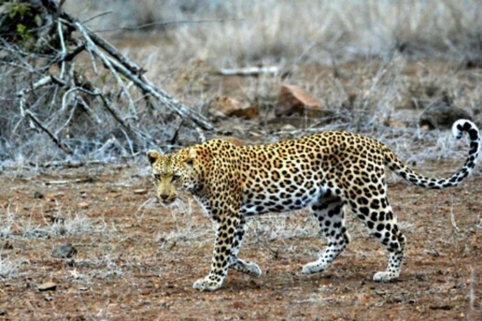 safari dans le Kgalagadi transfrontier park et le kruger national park - marsouin59