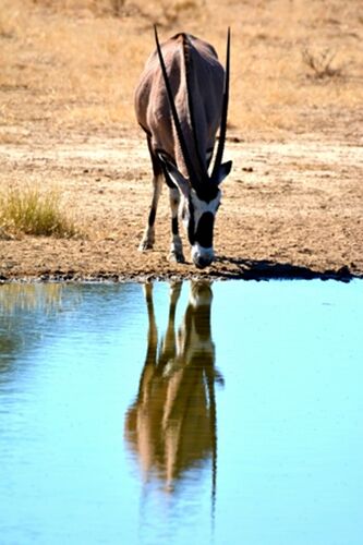 safari dans le Kgalagadi transfrontier park et le kruger national park - marsouin59