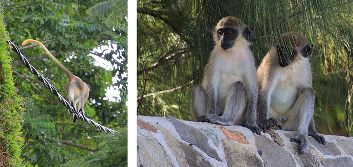 Des singes fuyants