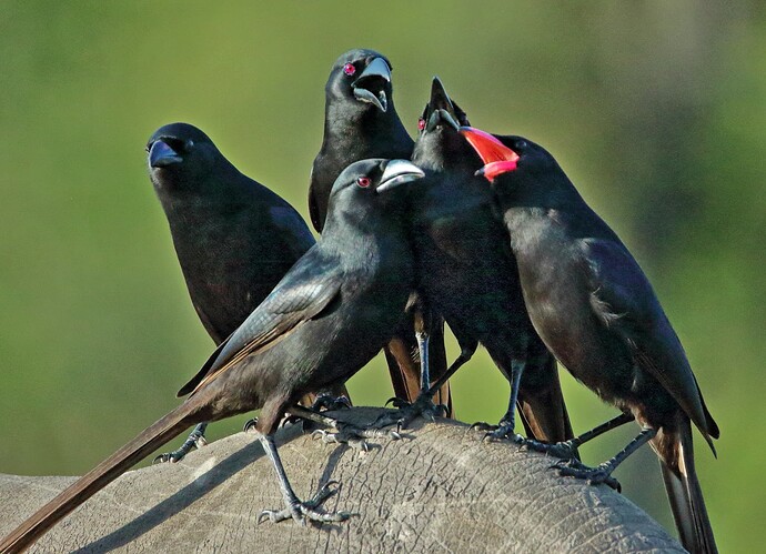4 noirs